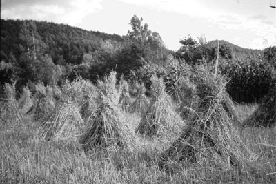 field